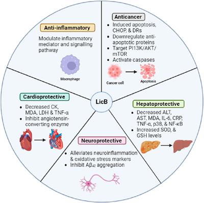 Therapeutic potential and action mechanisms of licochalcone B: a mini review